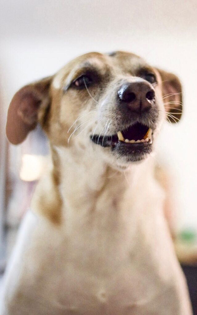 Bernie Dog